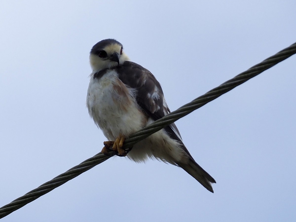 Elanio Enano - ML646998437