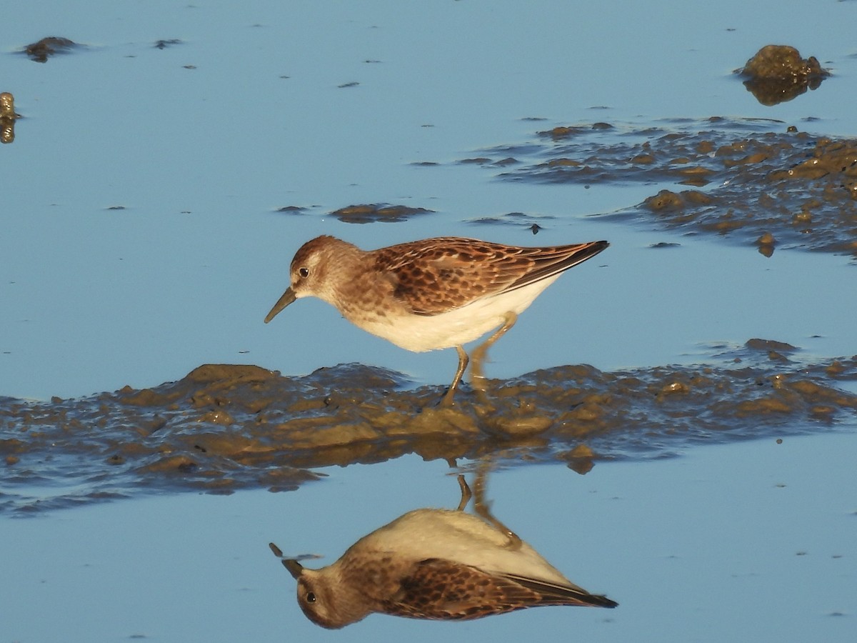 Cüce Kumkuşu - ML646998438