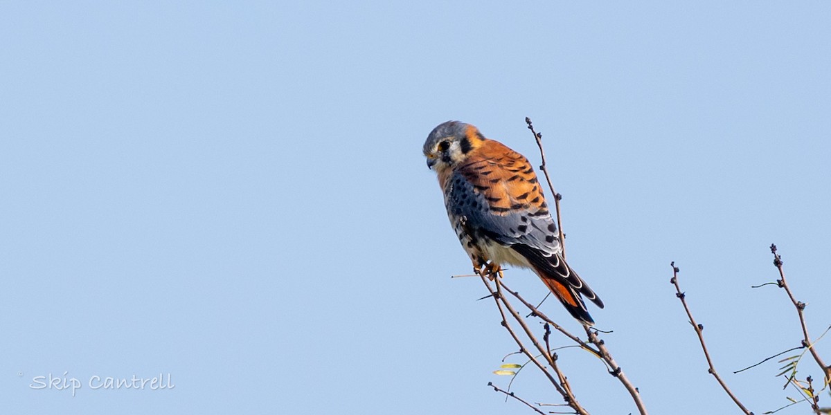 Ala Kerkenez - ML646998439