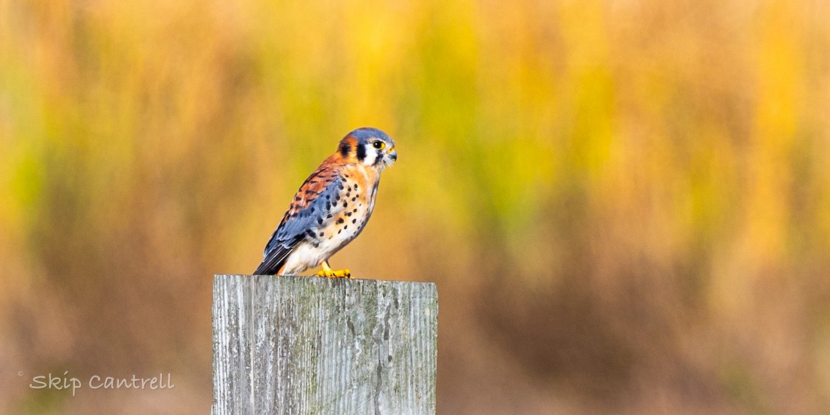 Ala Kerkenez - ML646998440