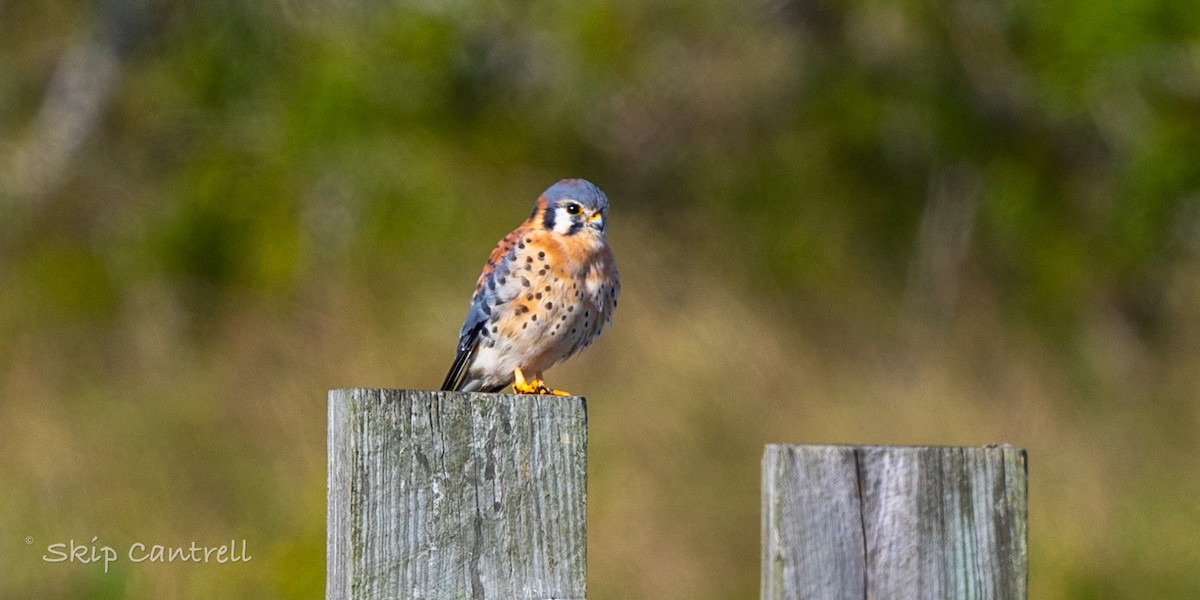 Ala Kerkenez - ML646998441