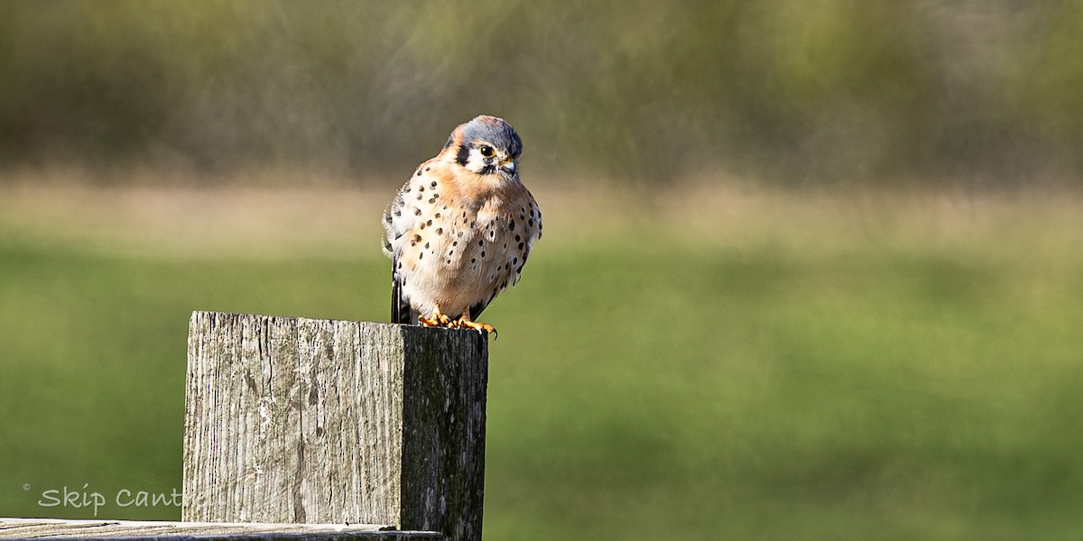 Ala Kerkenez - ML646998442