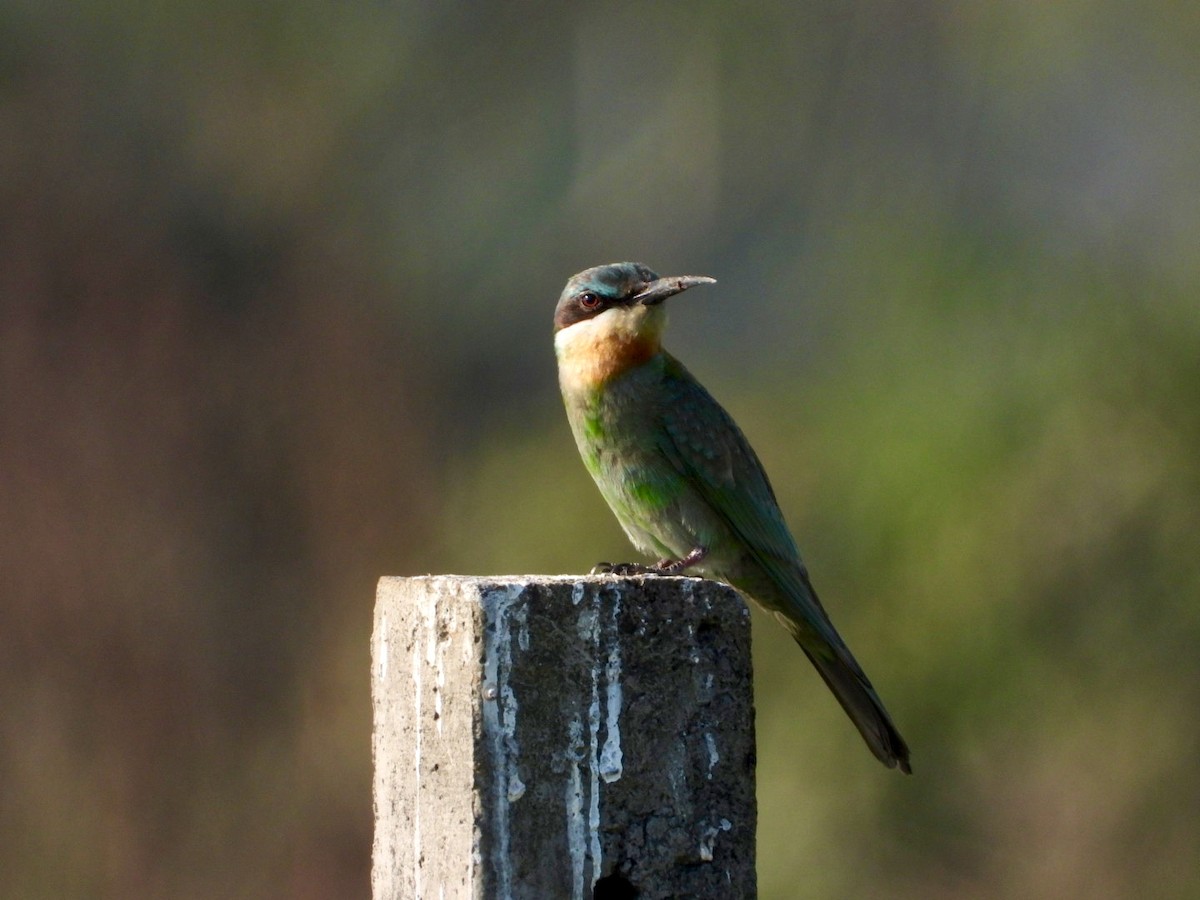 vlha modrolící - ML646998444