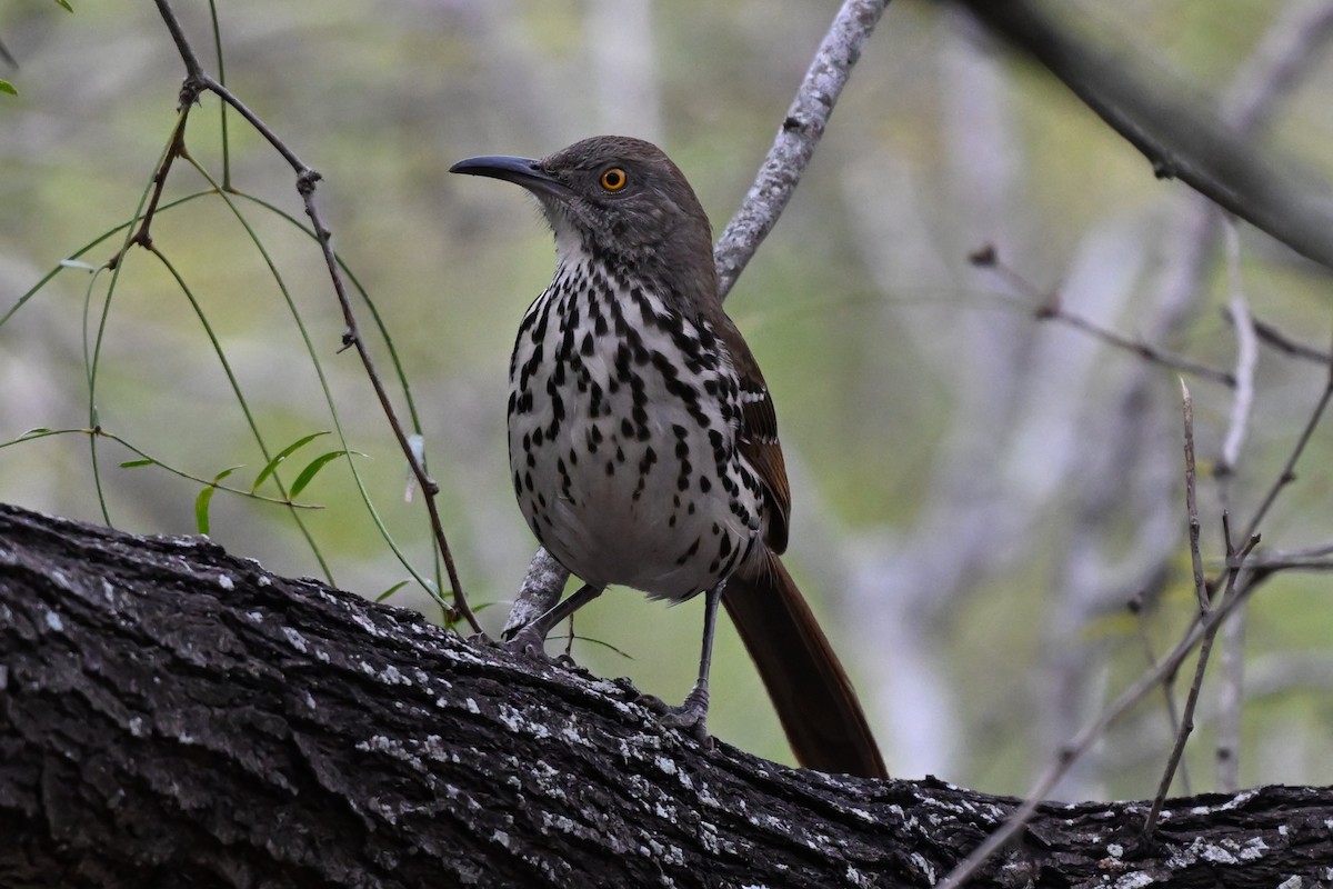 Long-billed Thrasher - ML646998446