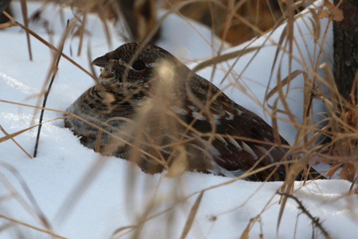 jeřábek kanadský - ML646998447