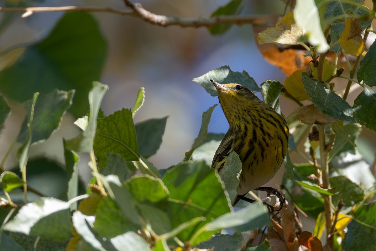 Cape May Warbler - ML646998449