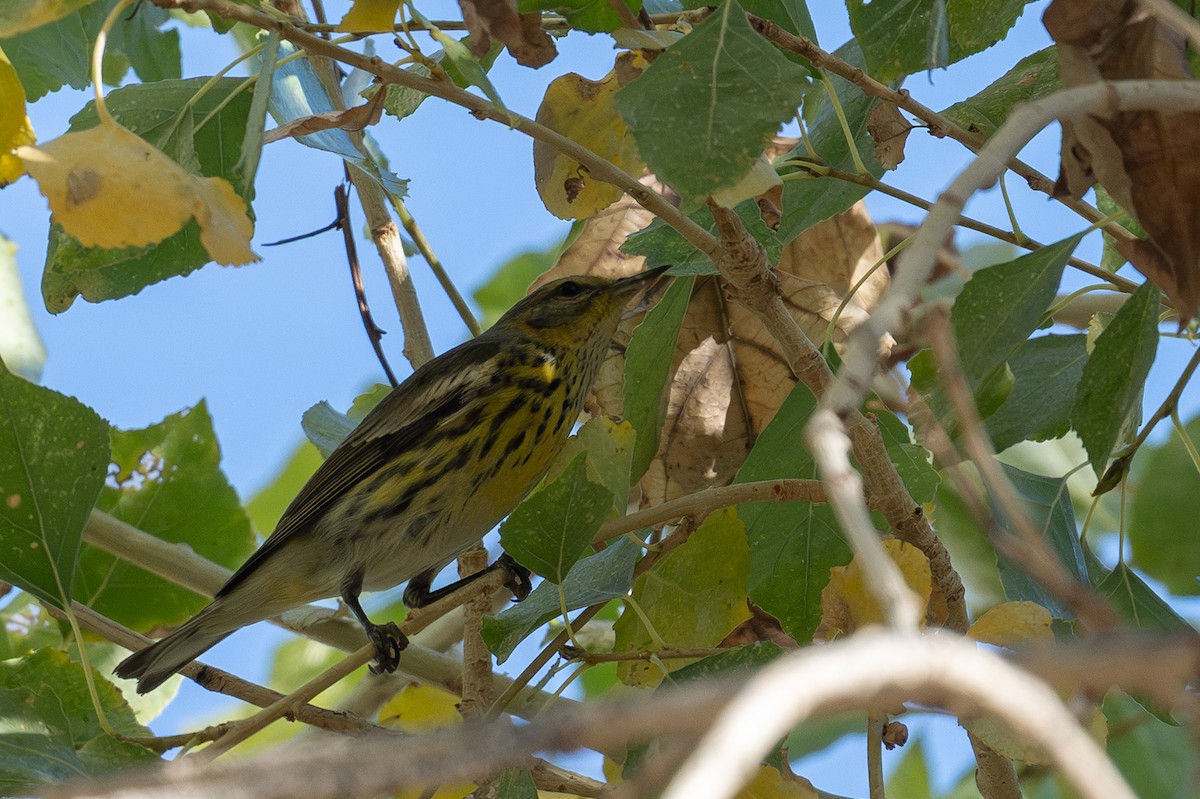 Cape May Warbler - ML646998450