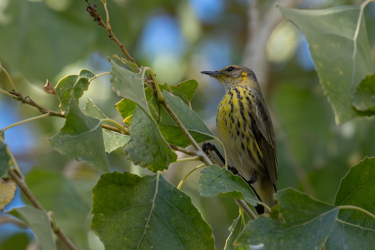 Cape May Warbler - ML646998451