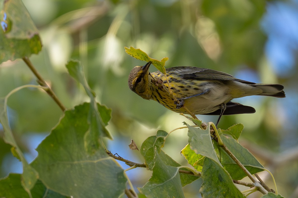 Cape May Warbler - ML646998452