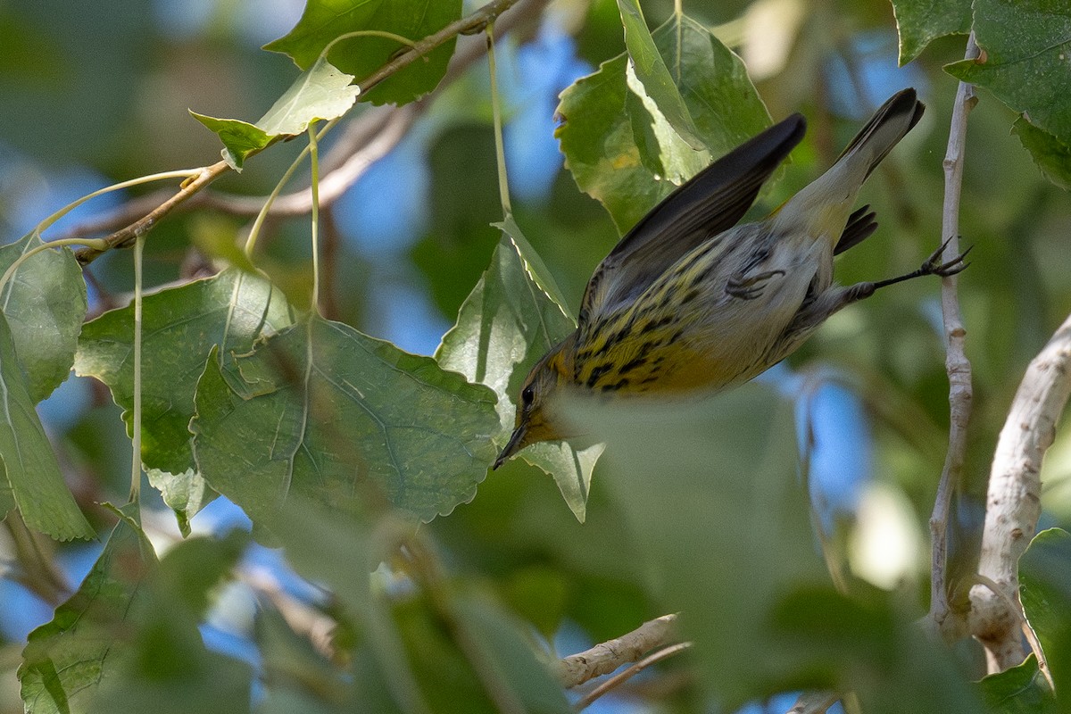 Cape May Warbler - ML646998453