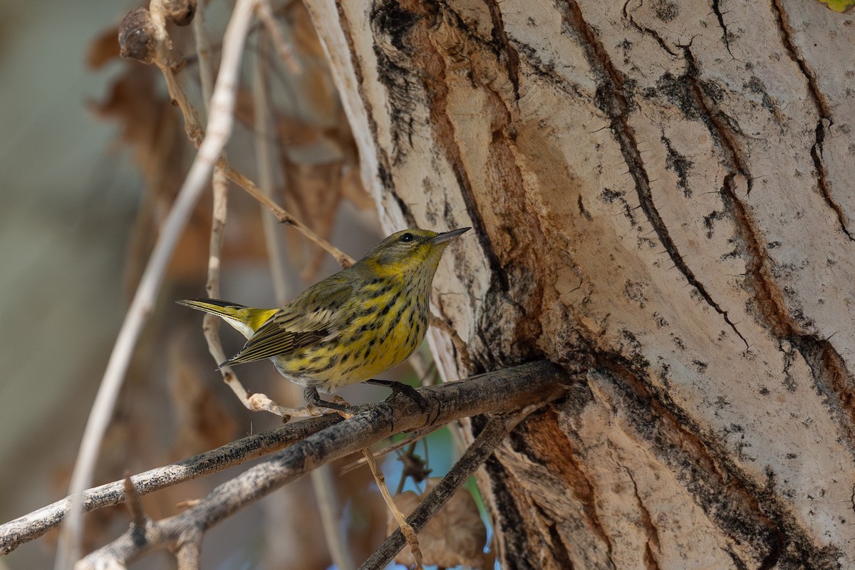 Cape May Warbler - ML646998454