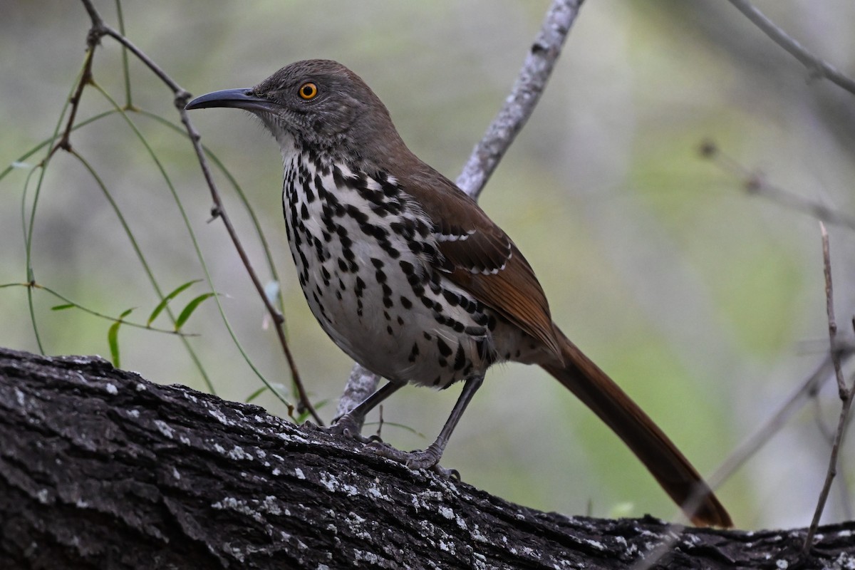 Long-billed Thrasher - ML646998464