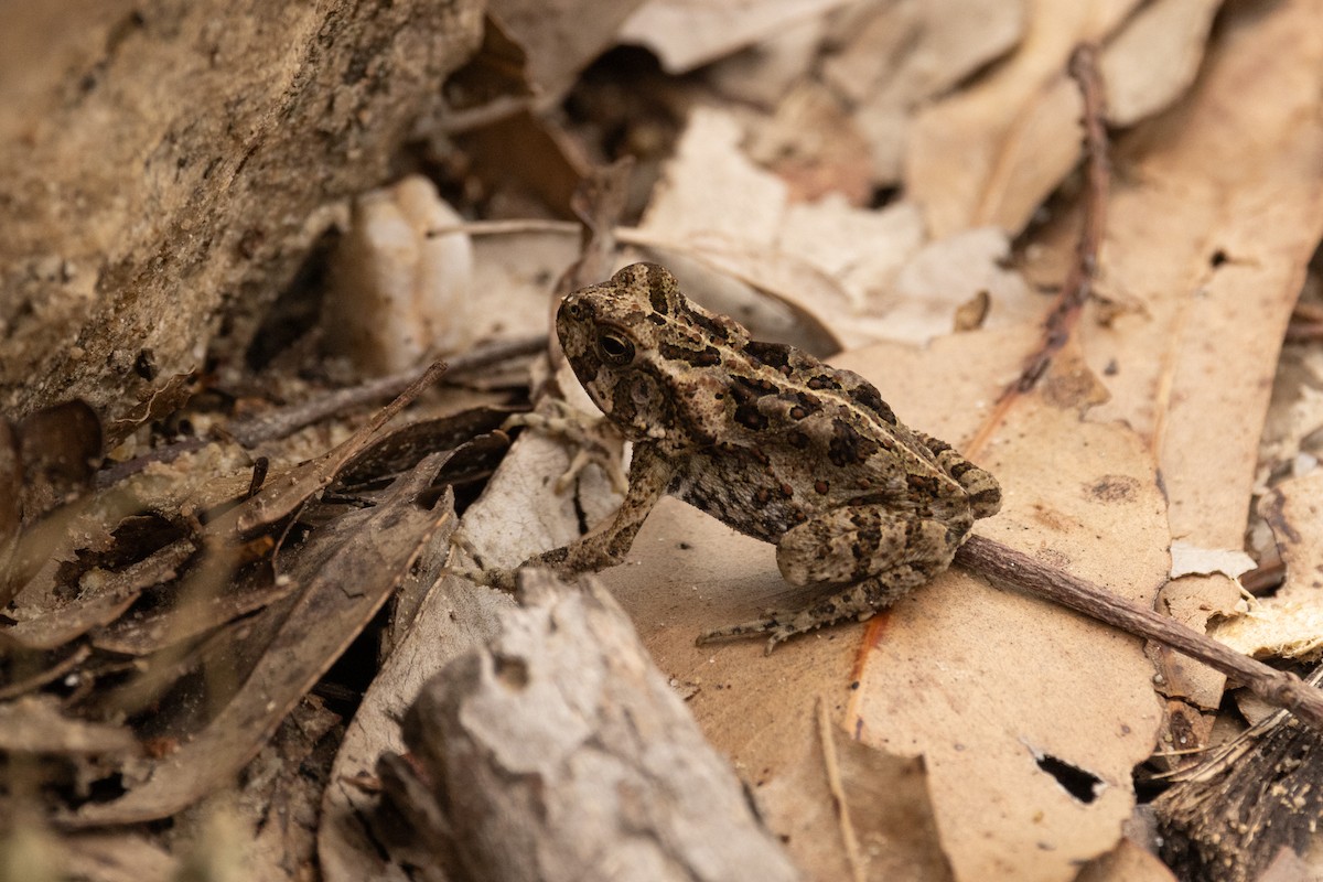 Aga-Kröte - ML646998466