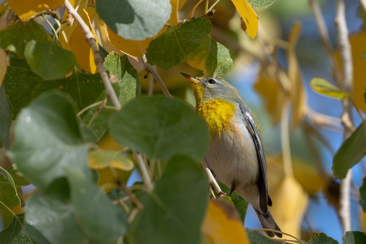 Northern Parula - ML646998467