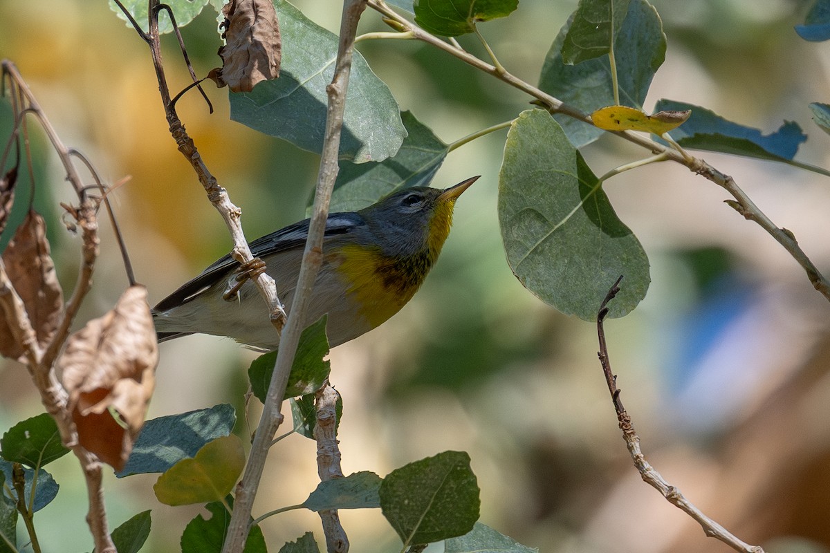 Northern Parula - ML646998468