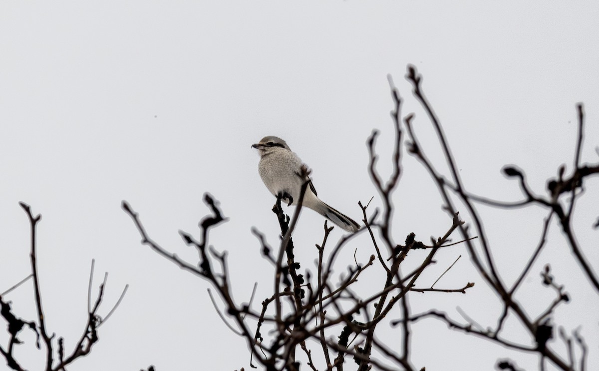 Taigaraubwürger - ML646998469