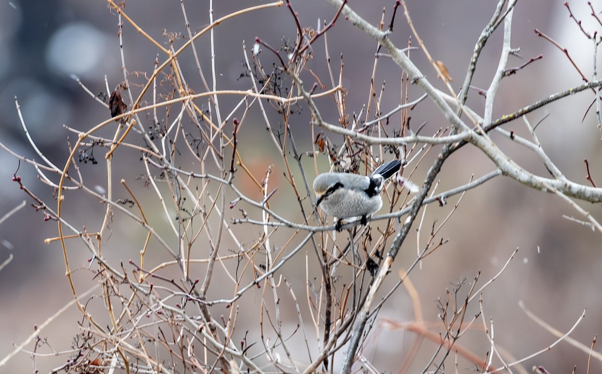 Taigaraubwürger - ML646998470