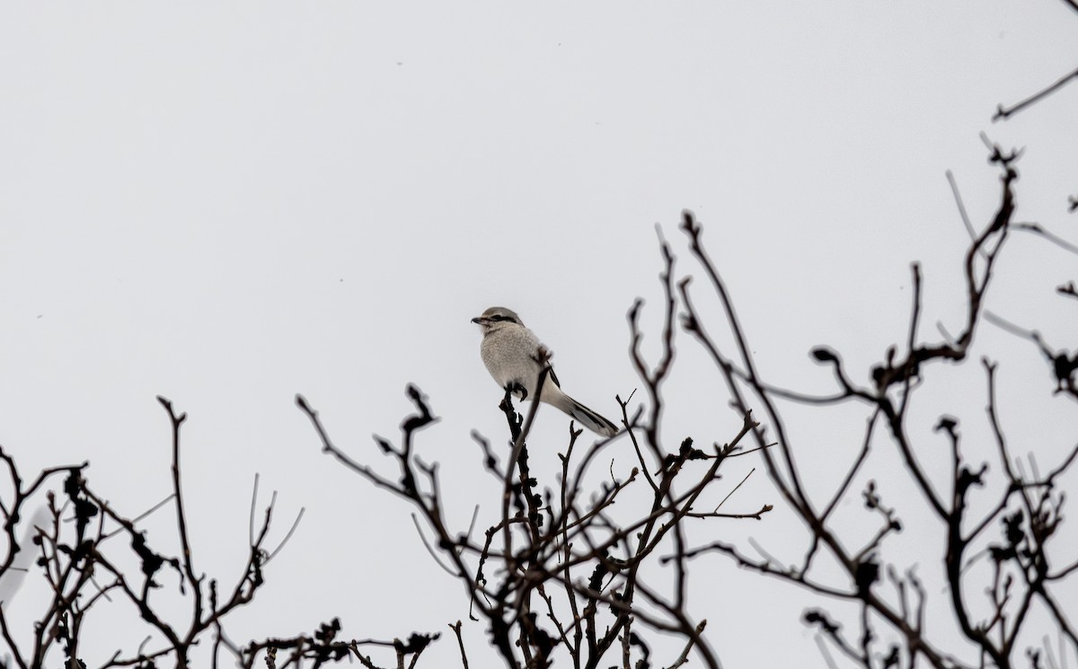 Taigaraubwürger - ML646998471