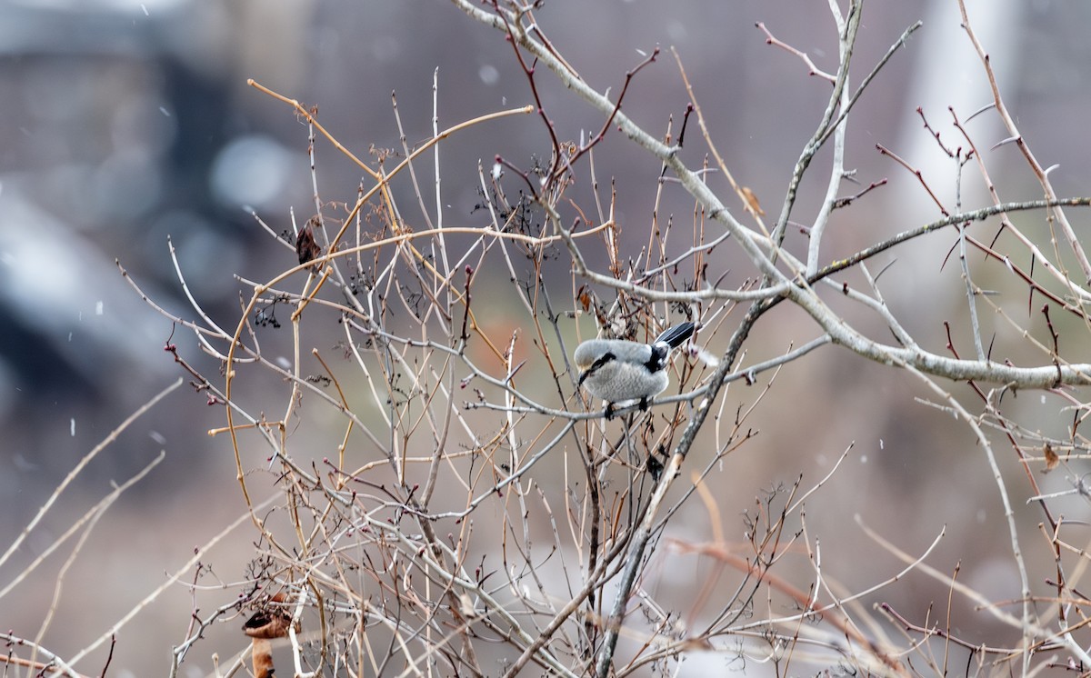 Taigaraubwürger - ML646998472