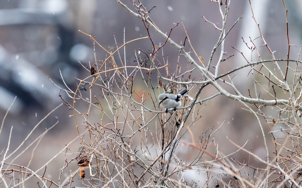 Taigaraubwürger - ML646998473