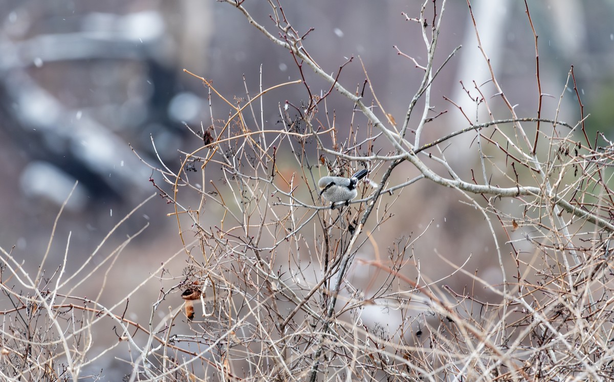 Taigaraubwürger - ML646998474