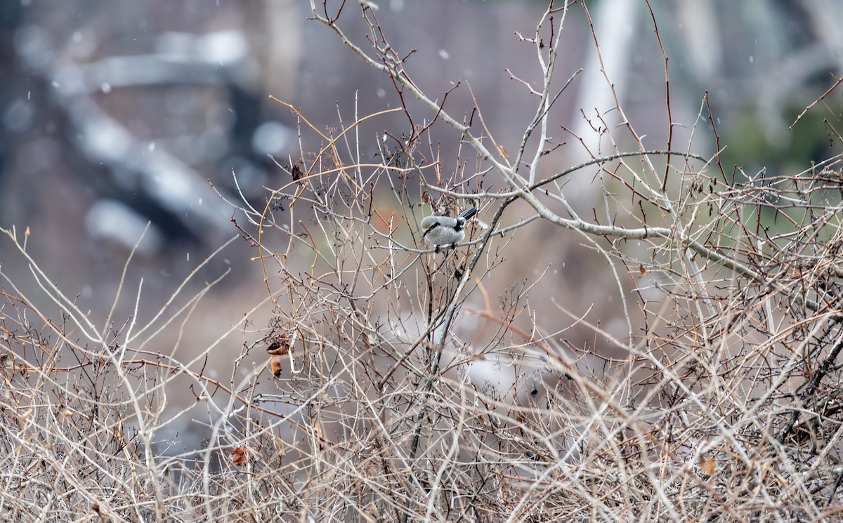 Taigaraubwürger - ML646998475