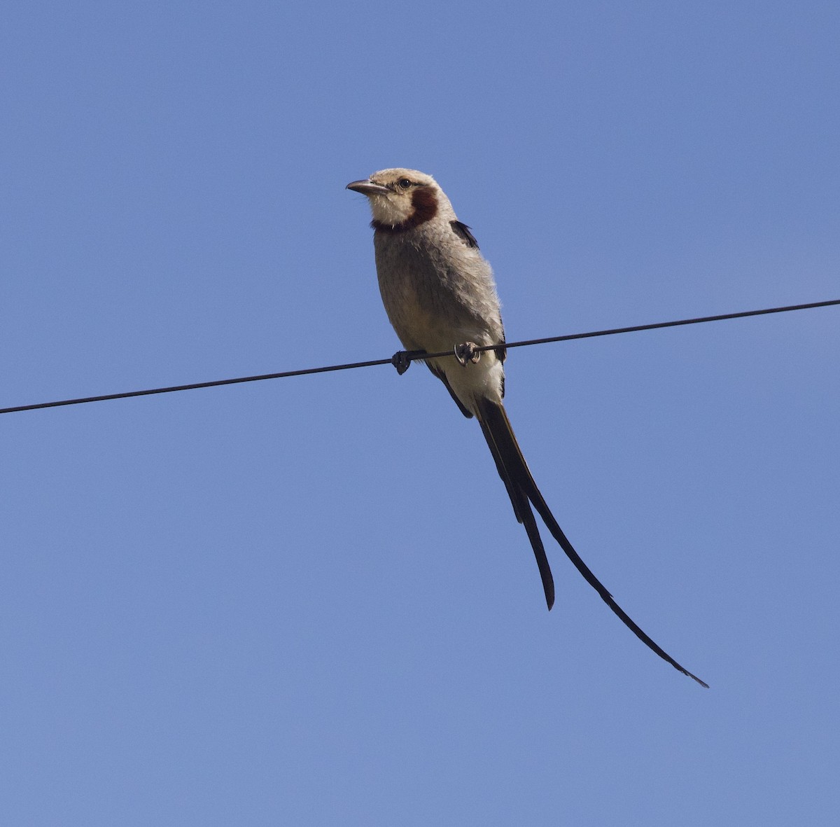 Yetapa Tiranı - ML646998481