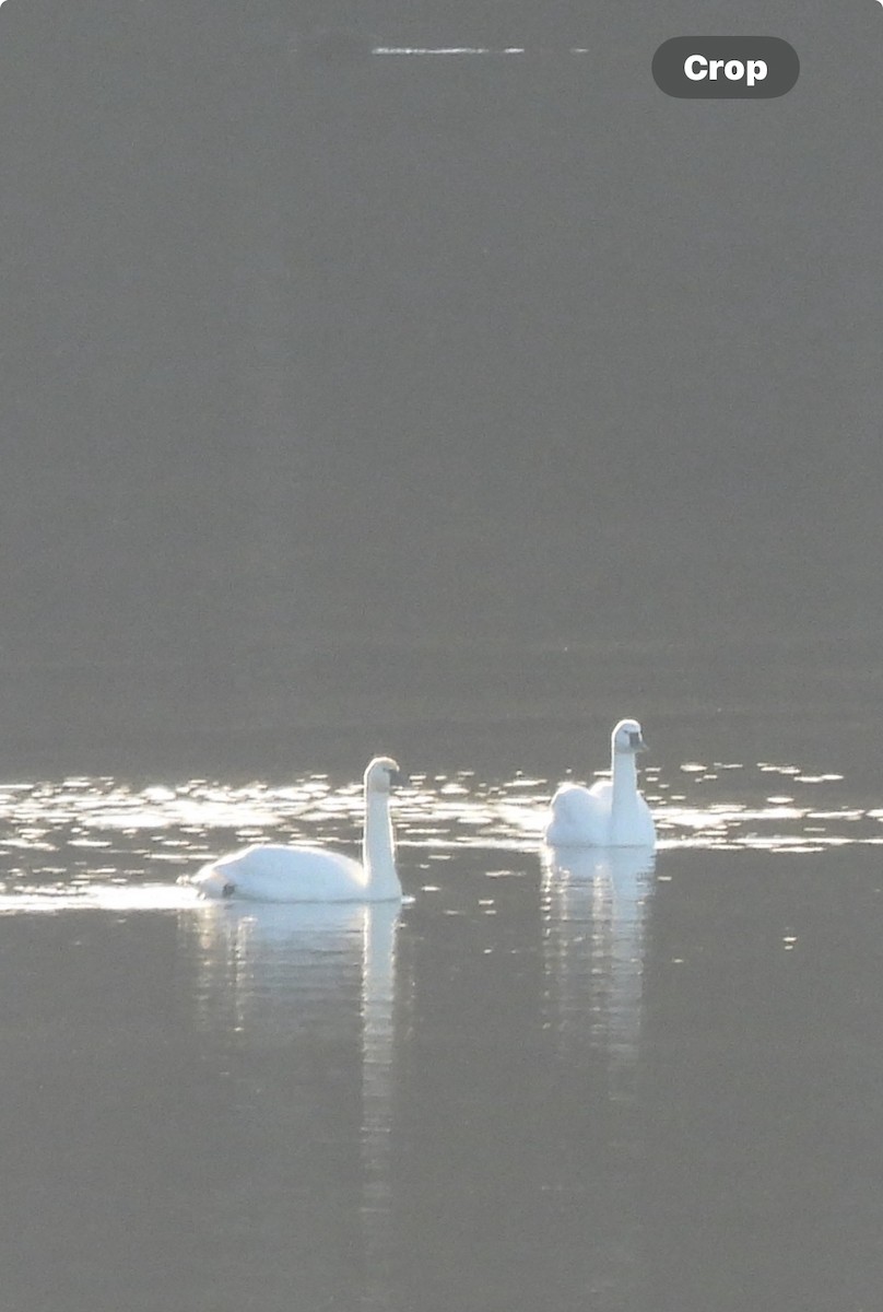 Tundra Swan - ML646998487
