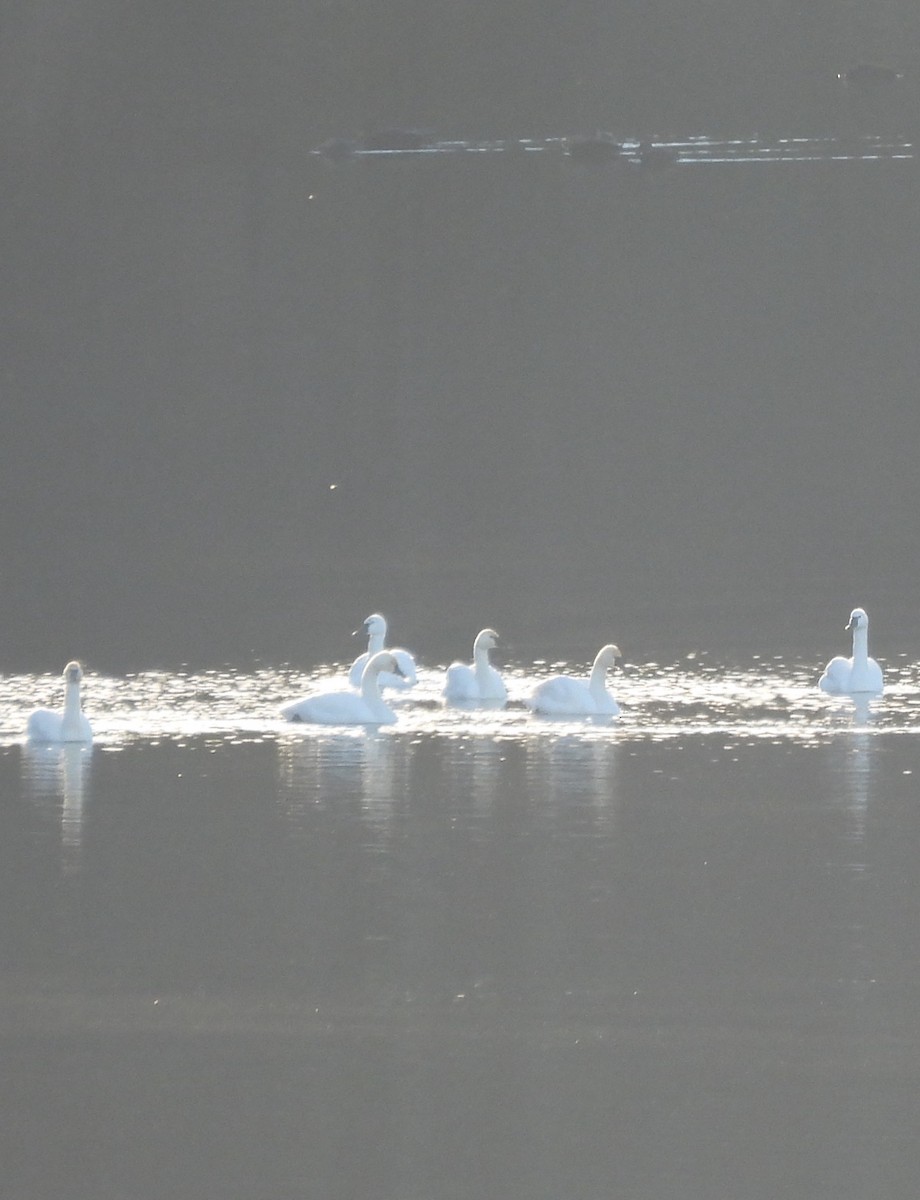 Tundra Swan - ML646998488
