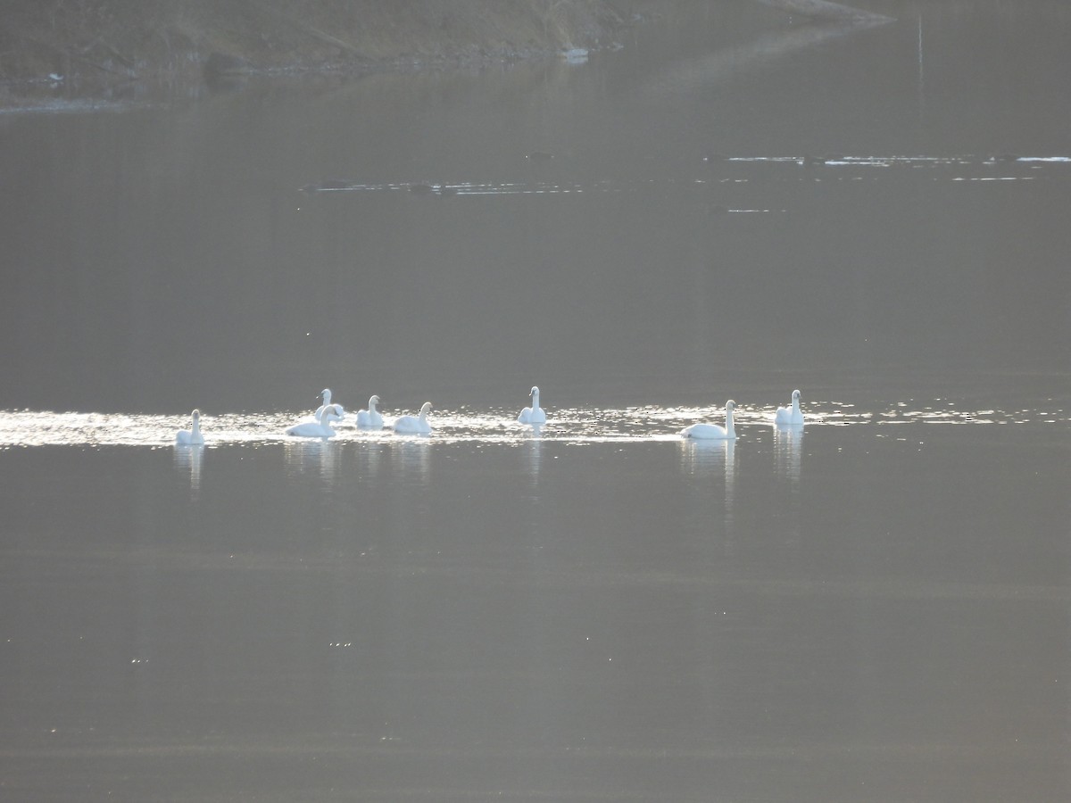 Tundra Swan - ML646998489