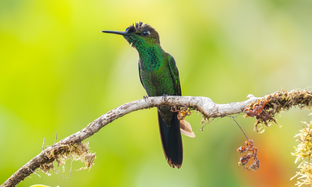 Violet-fronted Brilliant - ML646998511