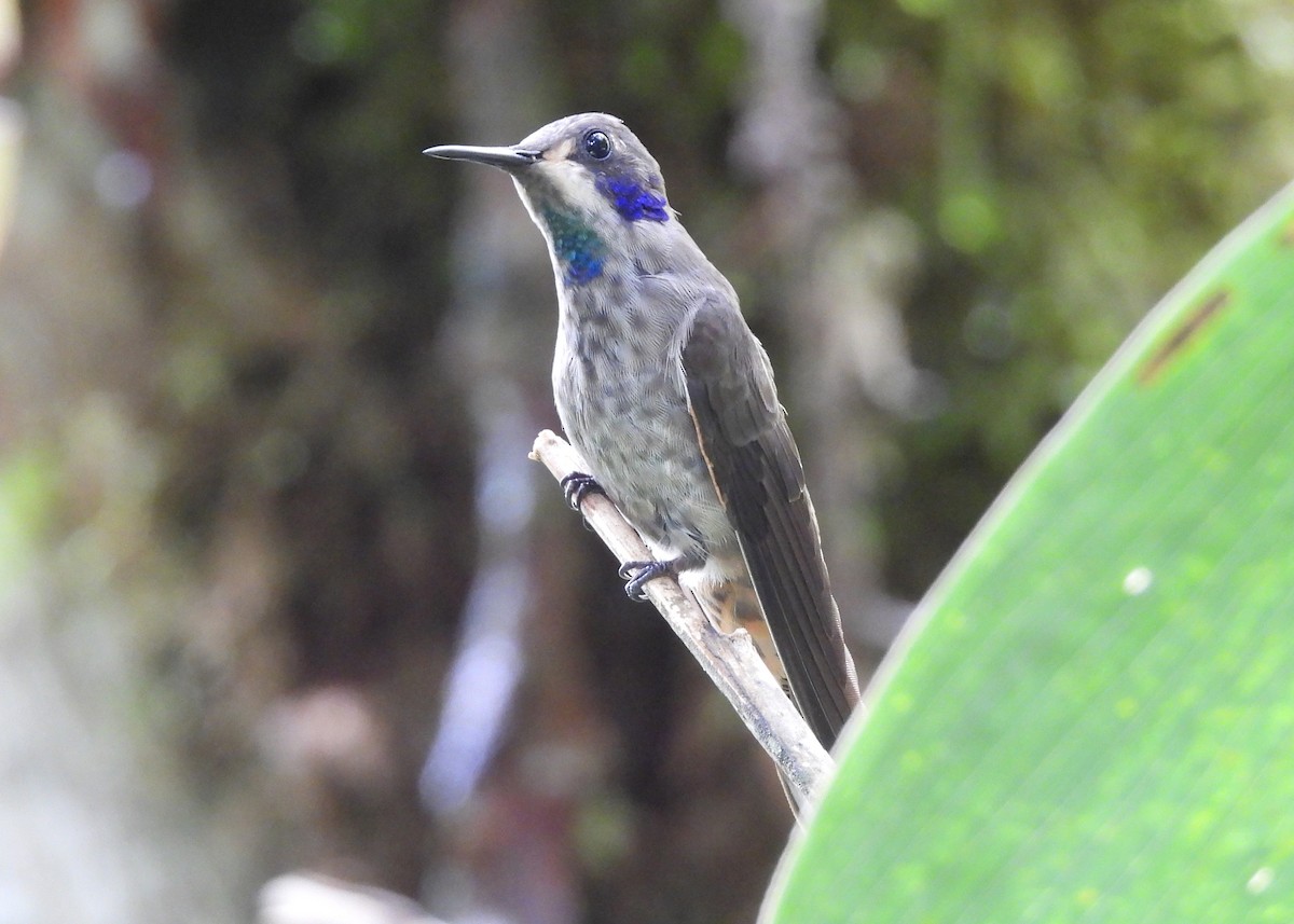 Brown Violetear - ML646998515