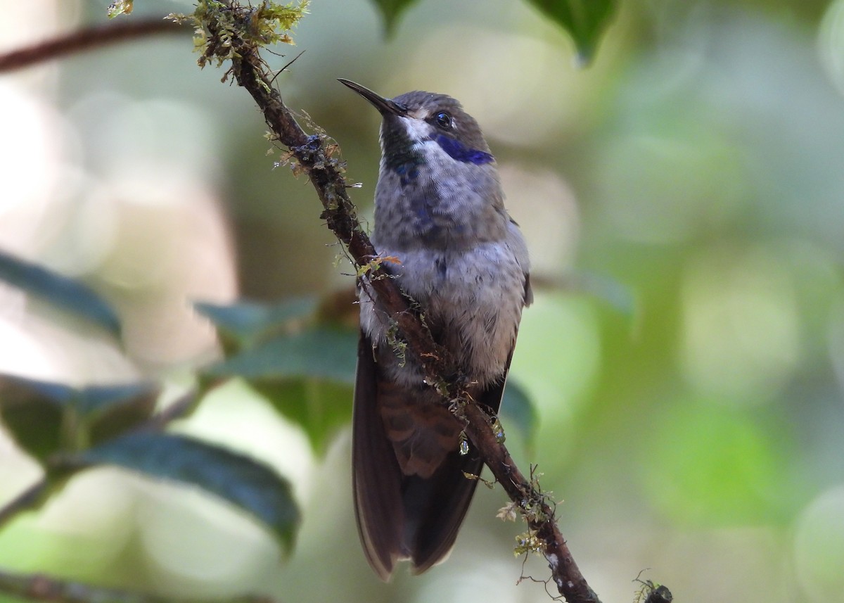 Brown Violetear - ML646998516
