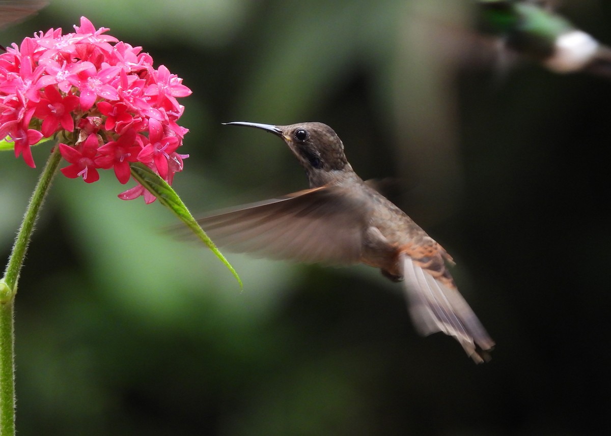 Brown Violetear - ML646998520