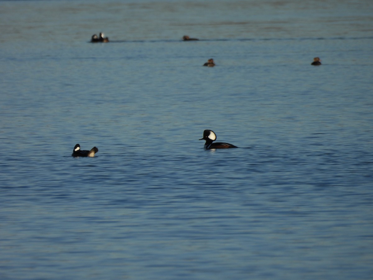 Hooded Merganser - ML646998525