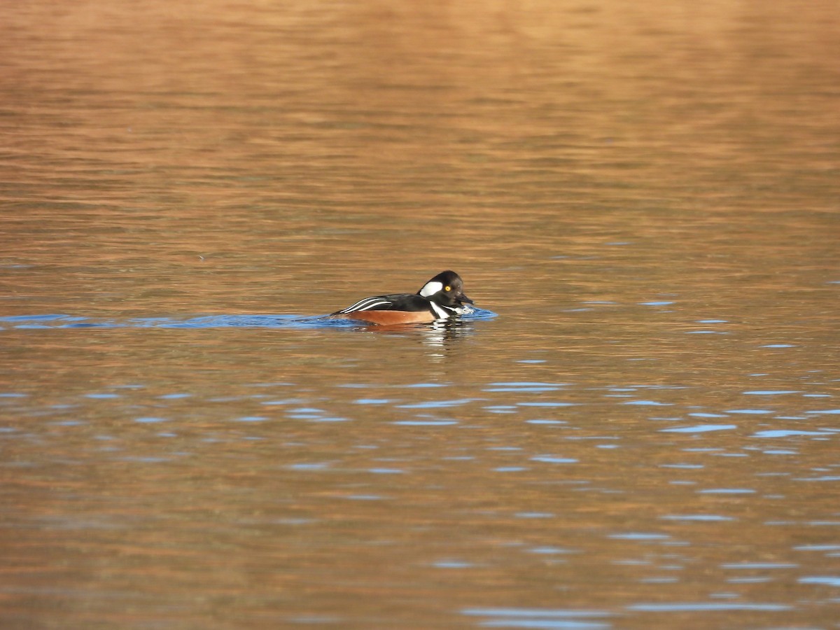 Hooded Merganser - ML646998526