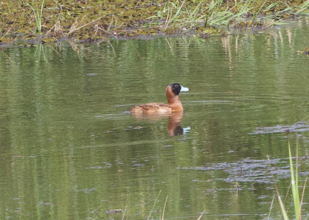 Maskeli Dikkuyruk - ML646998527