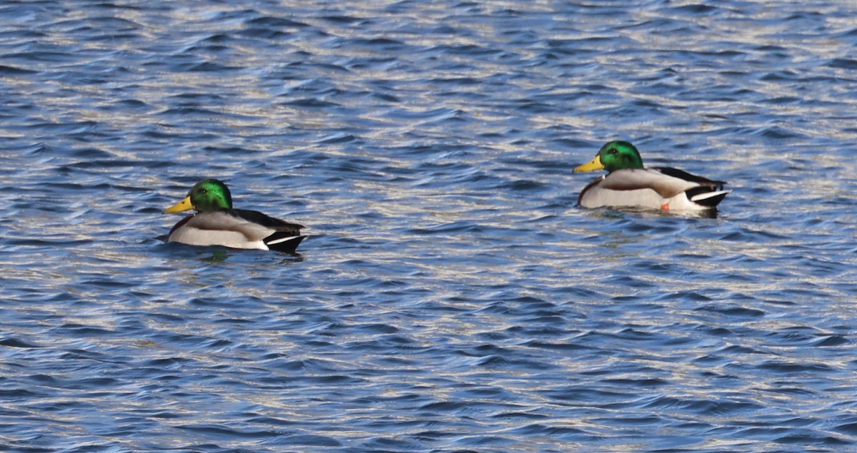 Mallard - ML646998530