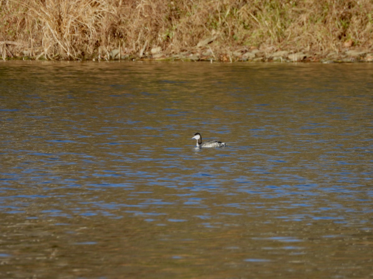 Txilinporta urrebelarria - ML646998531