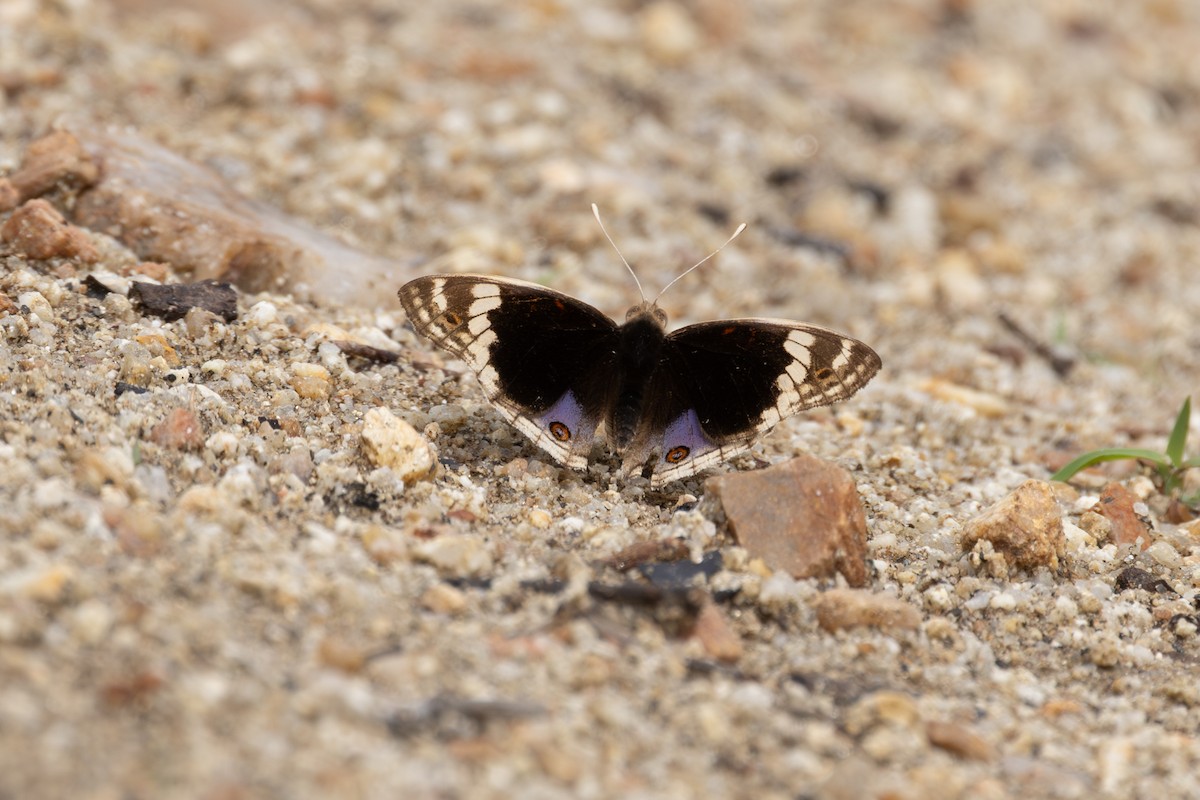 Blue Pansy - ML646998532