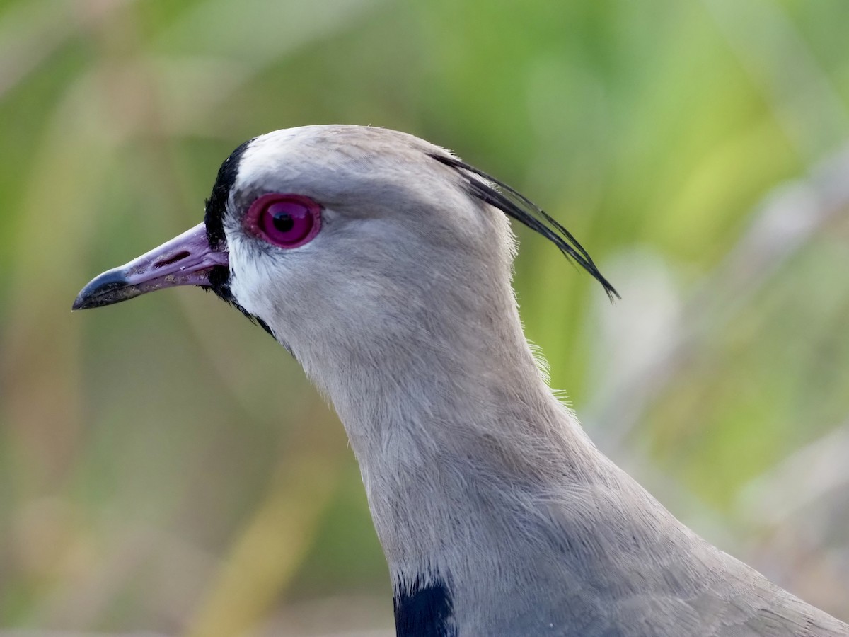 Avefría Tero - ML646998537