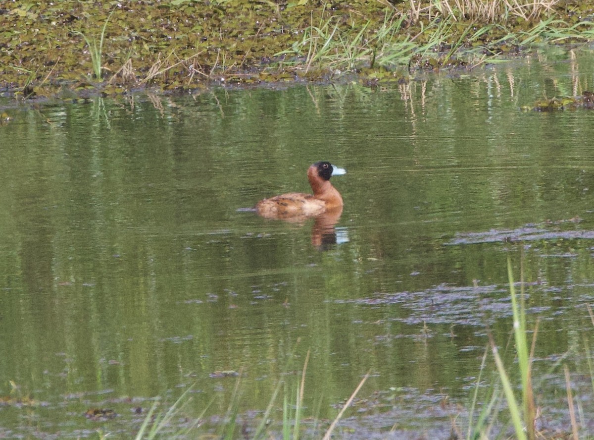 Maskeli Dikkuyruk - ML646998542