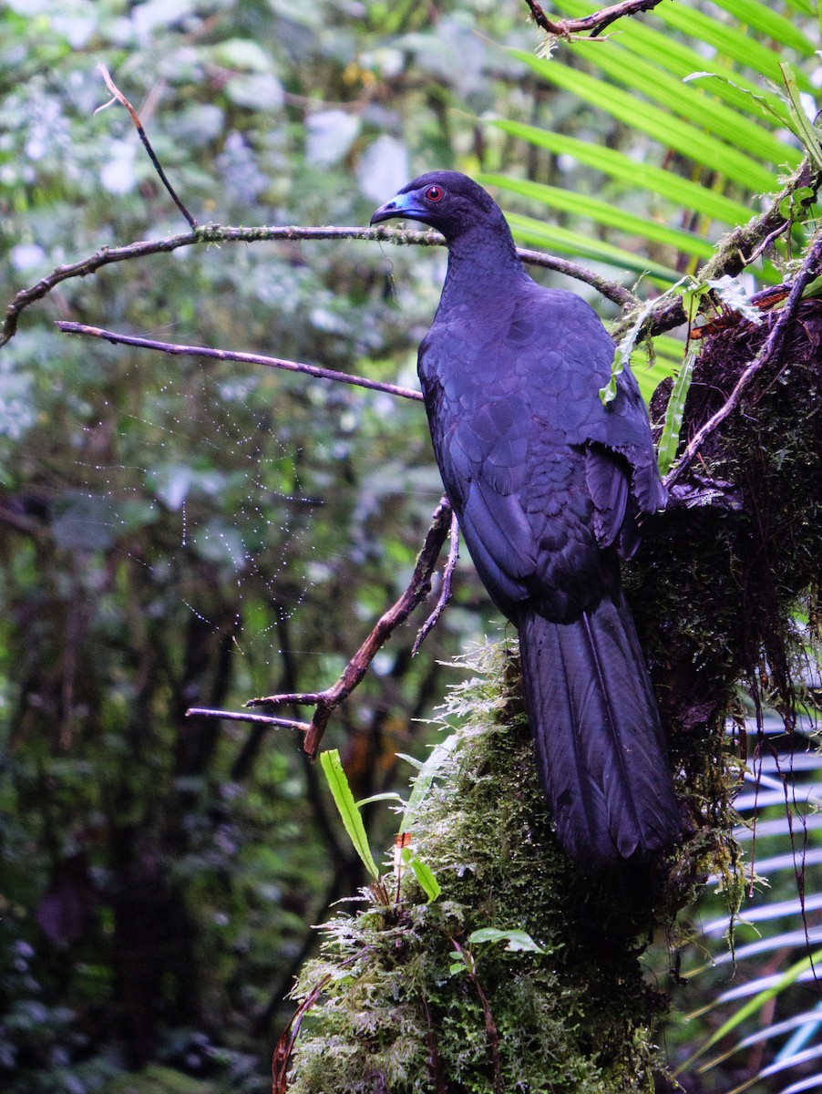 Schwarzguan - ML646998543