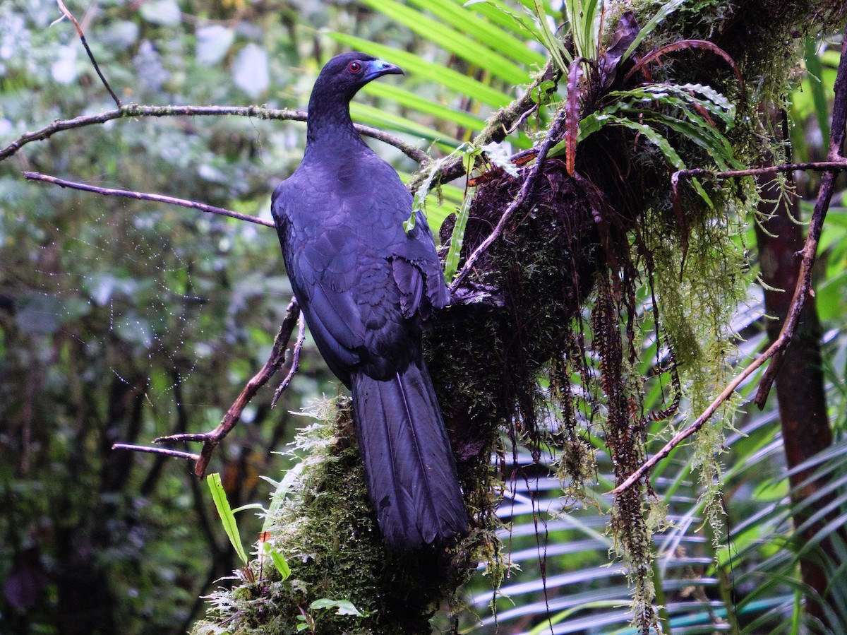 Schwarzguan - ML646998544