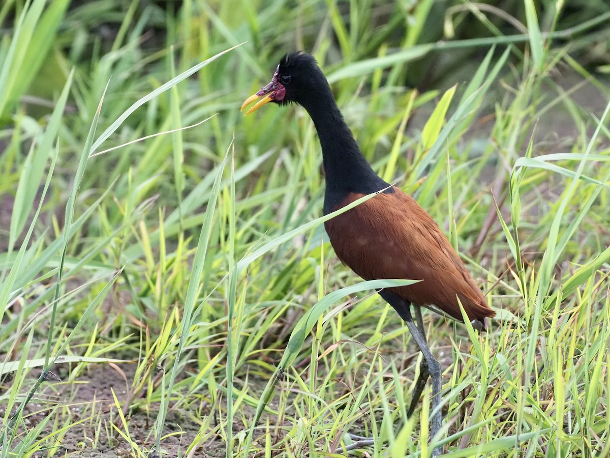 Jacana Sudamericana - ML646998545