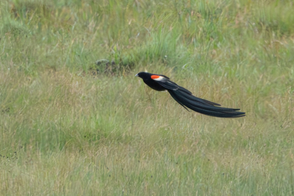 Long-tailed Widowbird - ML646998546