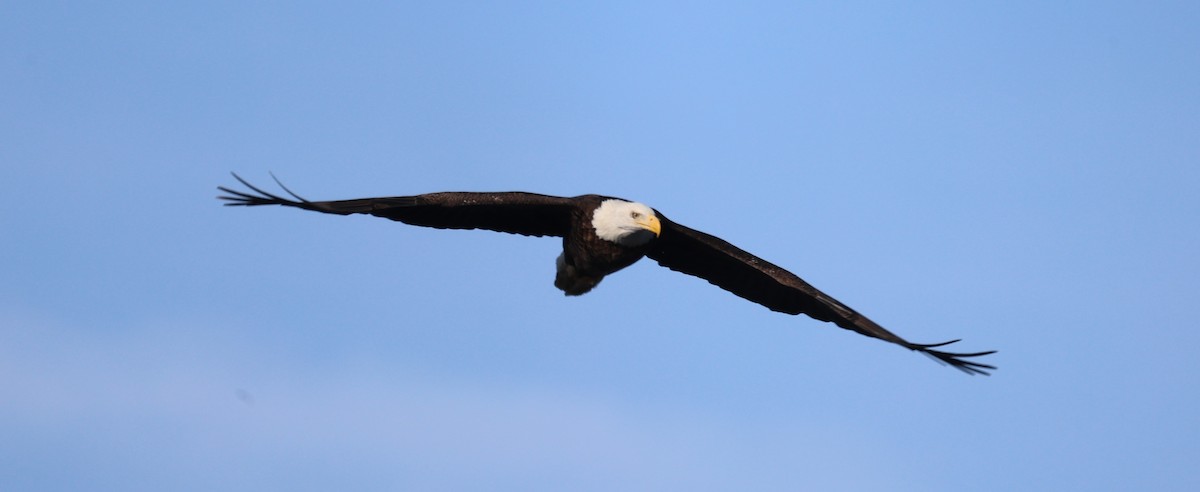 Bald Eagle - ML646998547