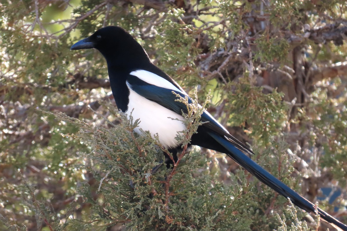 straka americká - ML646998549