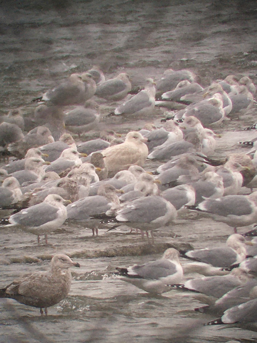Glaucous Gull - ML646998550