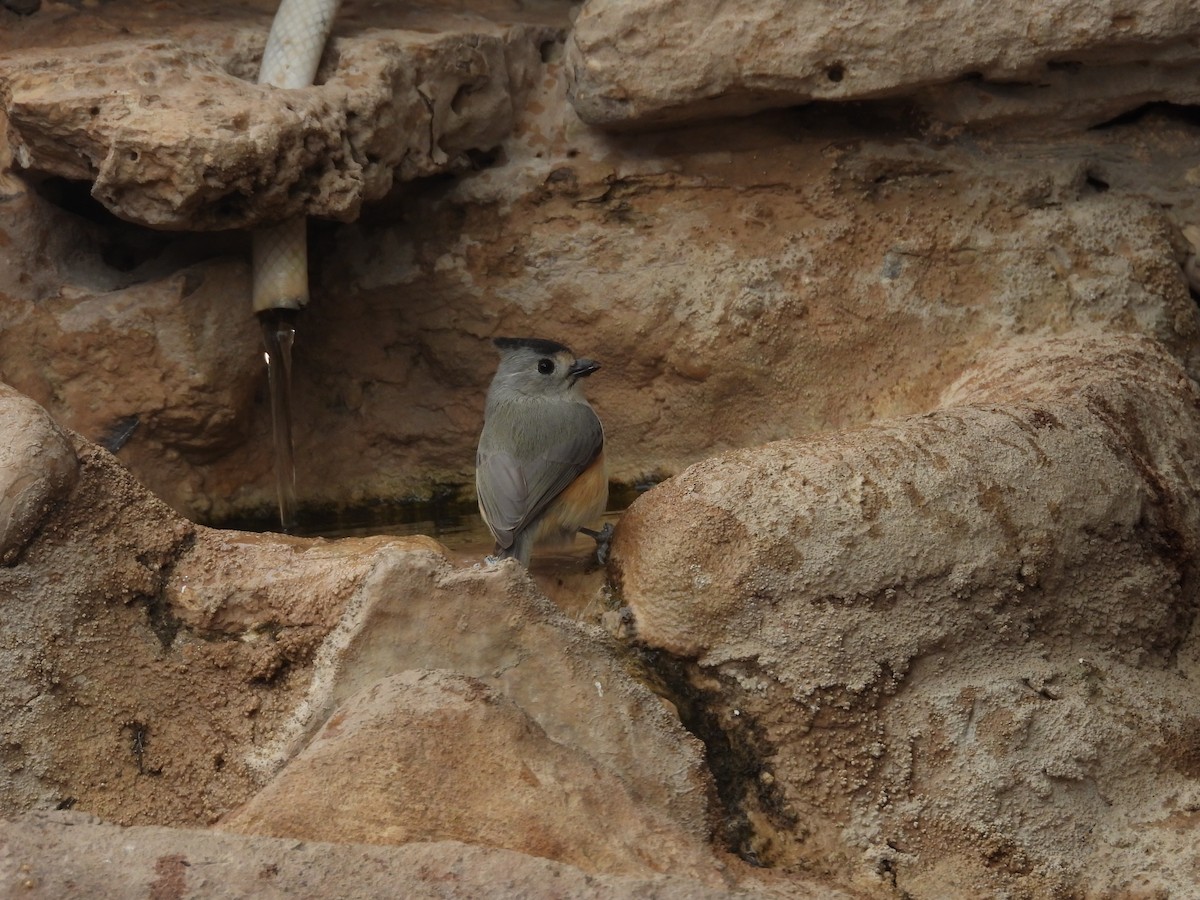 sýkora černochocholatá - ML646998551